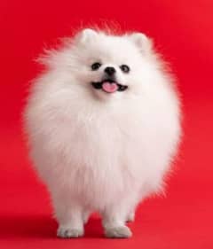 Pomeranian female