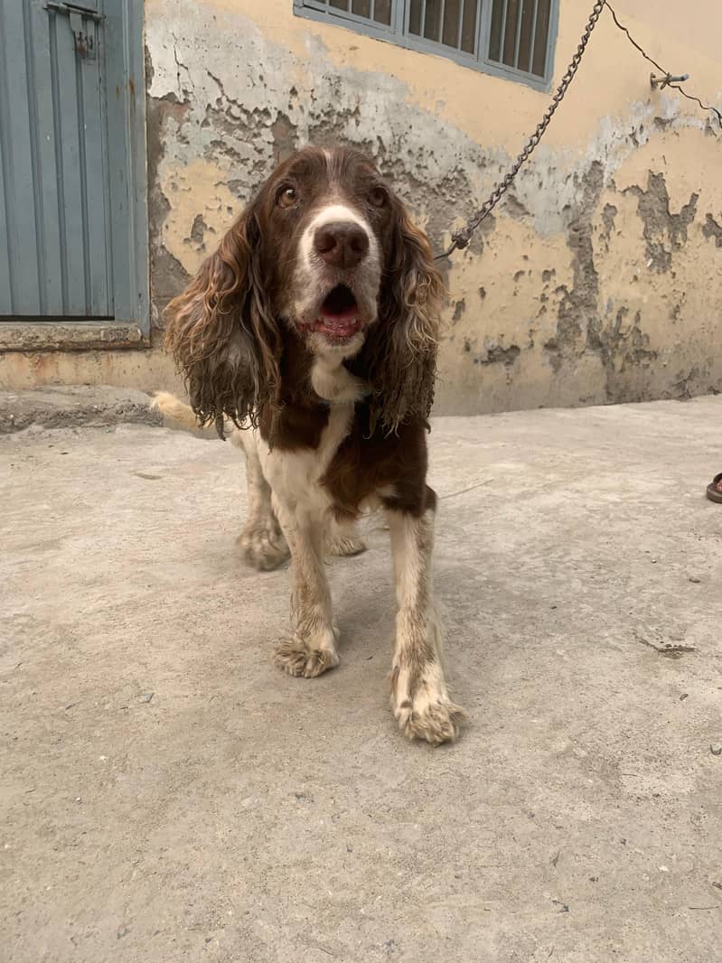 English Springer Spaniel Dog female 0