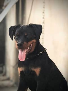 rottweiler 6 month puppy for sale