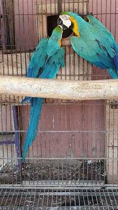 Blue & Gold Macaw Males