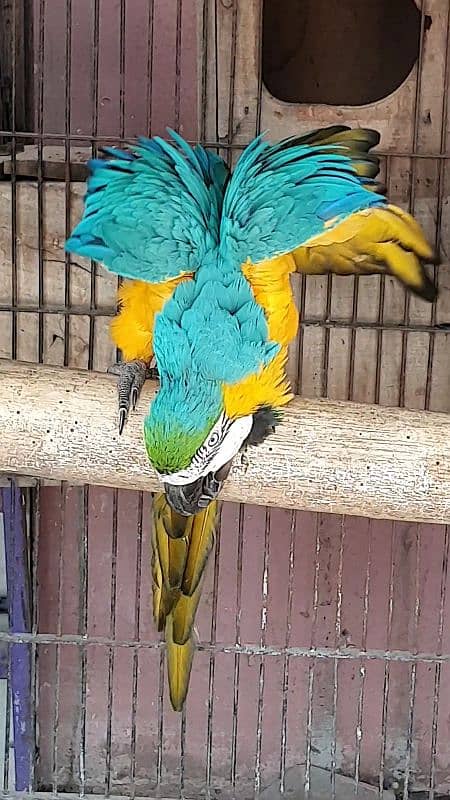 Blue & Gold Macaw Males 6