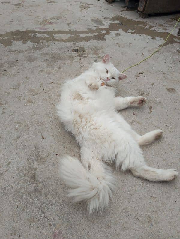 Persian cat for sale 4