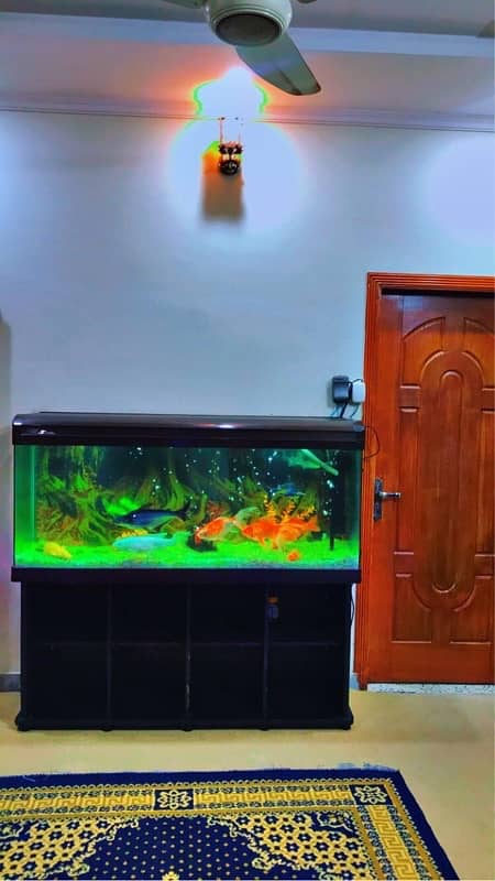 5 feet imported aquarium 8