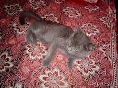 cute cato lait gray