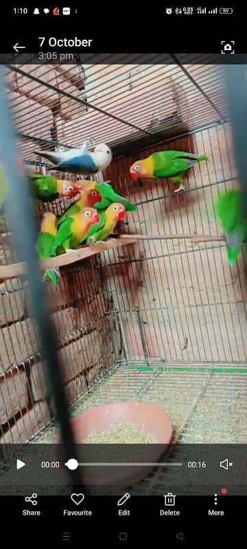 love birds colony for sale * 1