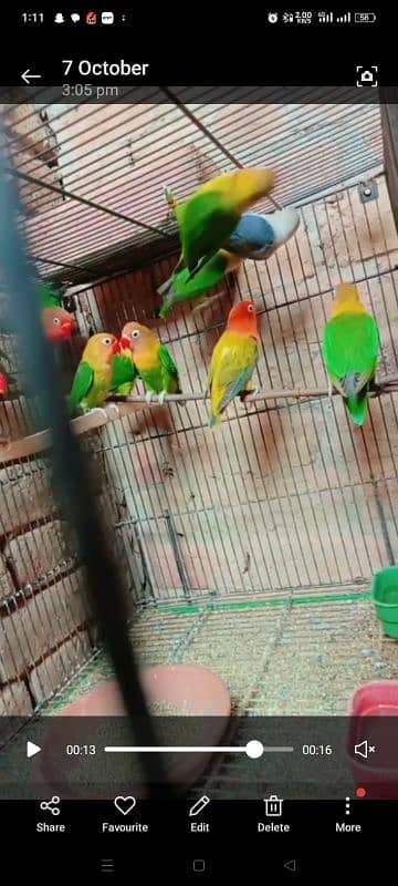 love birds colony for sale * 2