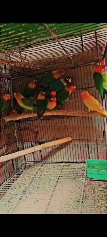 love birds colony for sale * 4