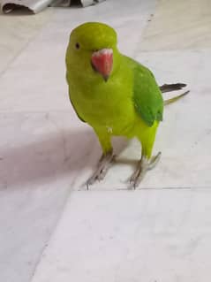 Parrot