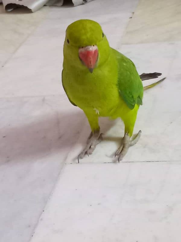 Parrot 1