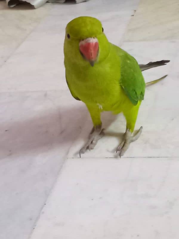 Parrot 2