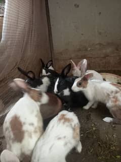 rabbits for sale