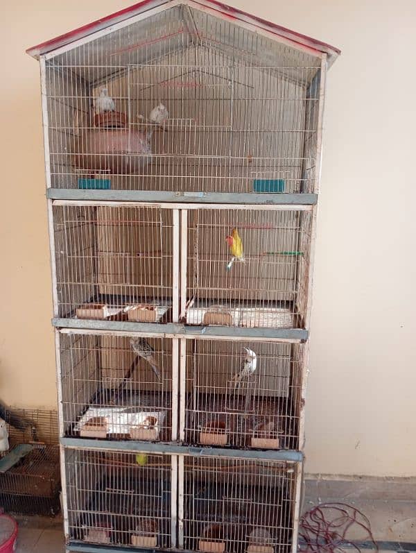 Complete breeding setup looking for a new shelter 2