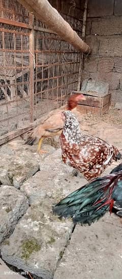 pure aseel hens @1300per KG