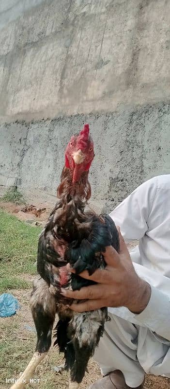 pure aseel hens @1300per KG 2