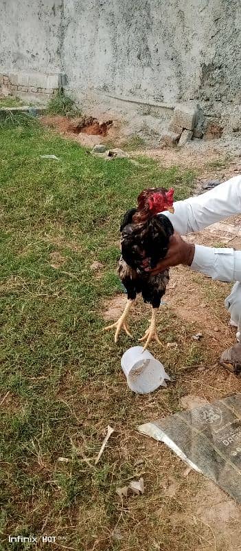 pure aseel hens @1300per KG 3