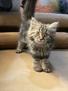 Persian kitten | triple coated | female