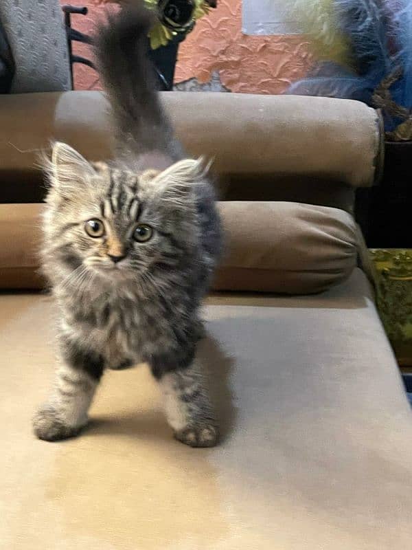 Persian kitten | triple coated | female 2