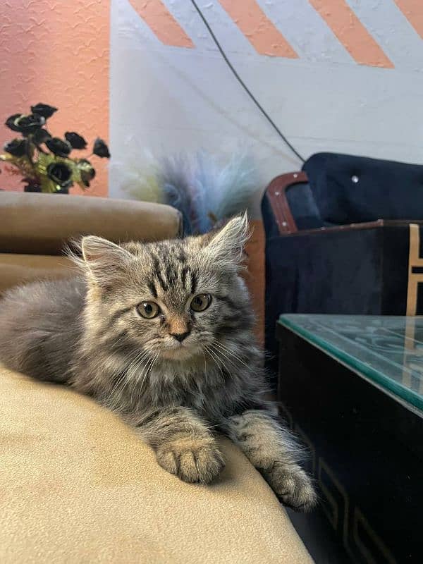 Persian kitten | triple coated | female 4