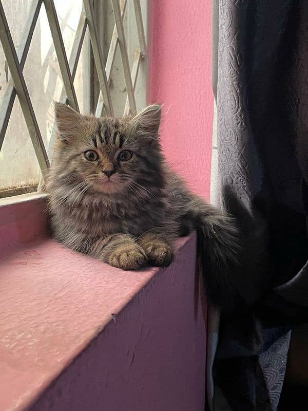 Persian kitten | triple coated | female 6