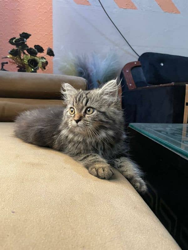 Persian kitten | triple coated | female 7