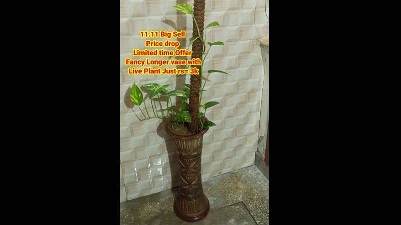 live Plants for sale, elegant look for home/office/garden originally 6