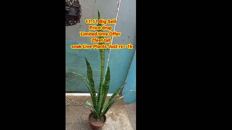 live Plants for sale, elegant look for home/office/garden originally 7