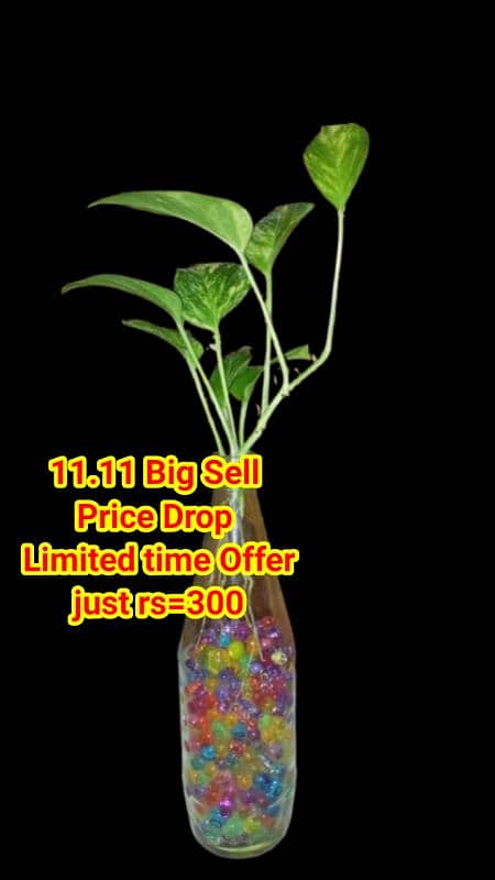 live Plants for sale, elegant look for home/office/garden originally 9