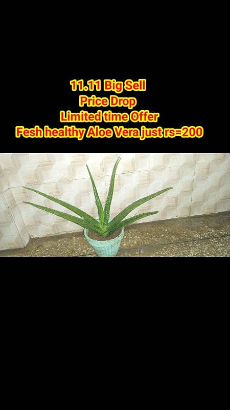 live Plants for sale, elegant look for home/office/garden originally 10