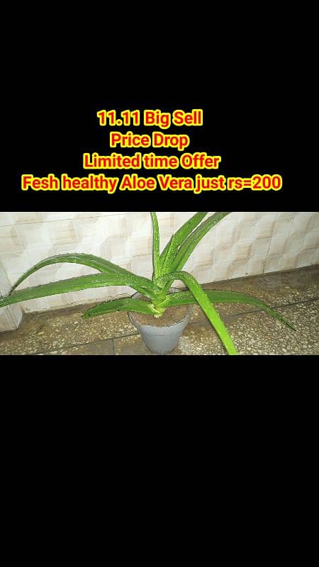 live Plants for sale, elegant look for home/office/garden originally 11