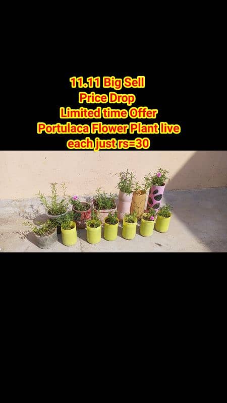 live Plants for sale, elegant look for home/office/garden originally 12