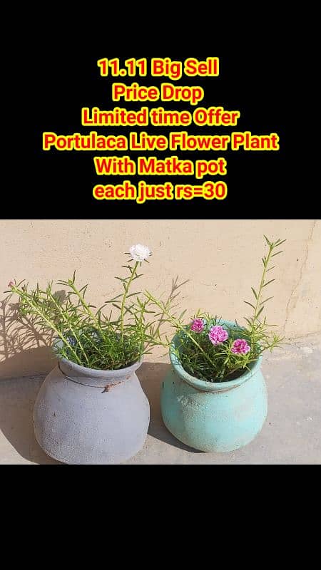 live Plants for sale, elegant look for home/office/garden originally 13