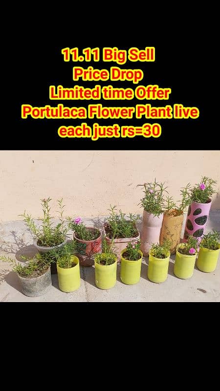 live Plants for sale, elegant look for home/office/garden originally 14