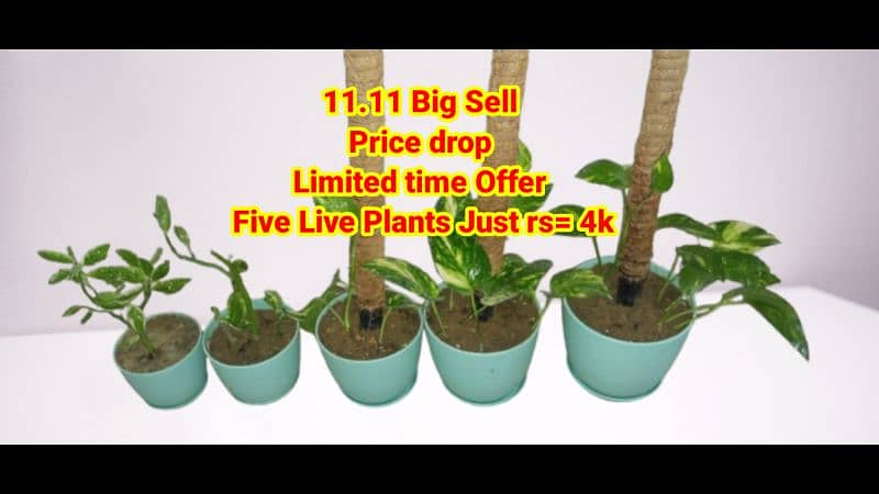 live Plants for sale, elegant look for home/office/garden originally 15