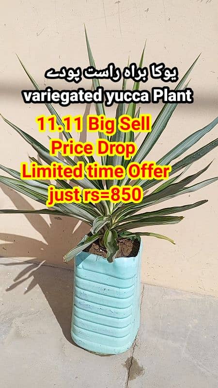 live Plants for sale, elegant look for home/office/garden originally 16