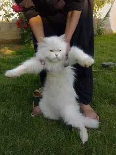 Persian cat