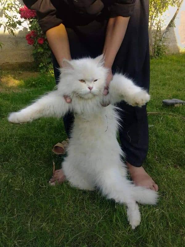 Persian cat 0