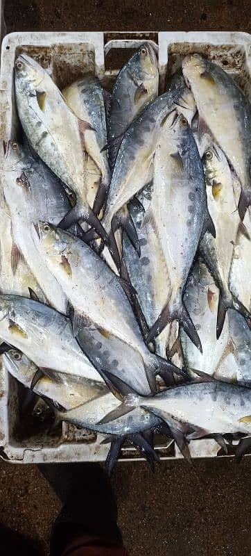 Fresh Boneless Fish – Perfect for Delicious Meals! 4