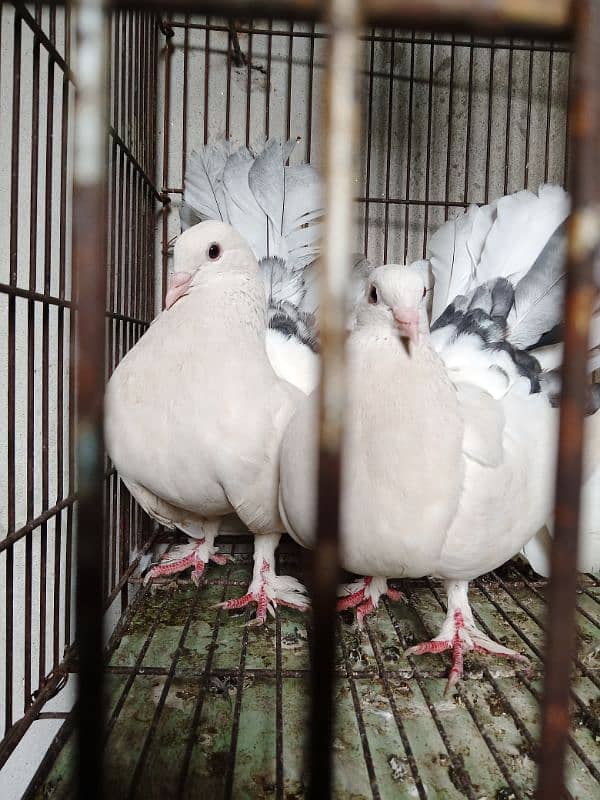 lucka breeder pair 03064640981 3