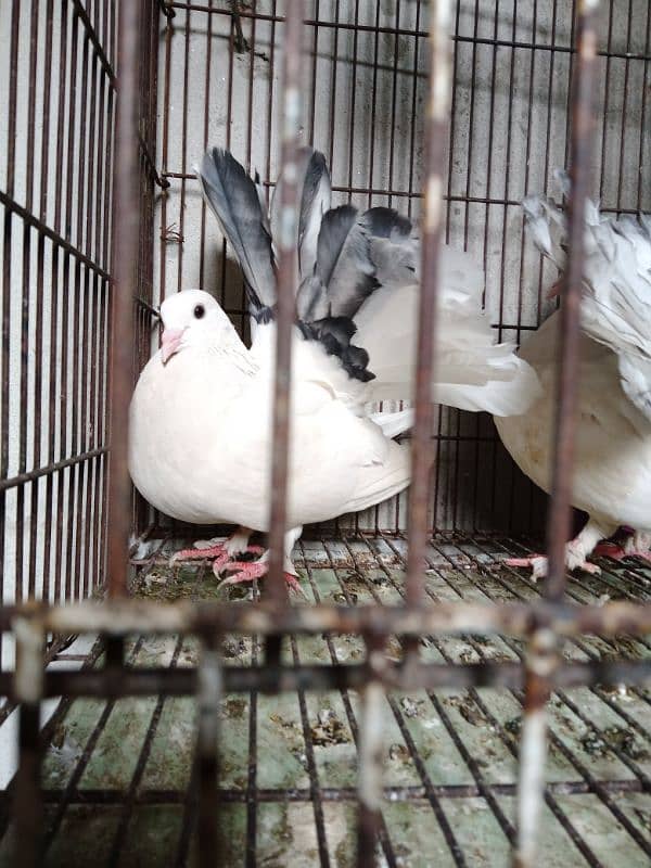 lucka breeder pair 03064640981 4