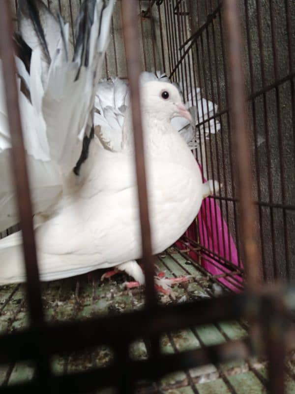 lucka breeder pair 03064640981 2