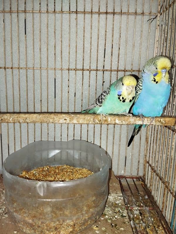 1 breeder pair cocktail + 1 breeder pair king size budgie 0