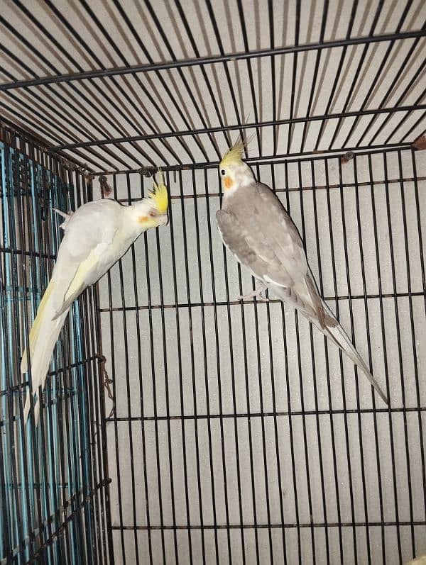 1 breeder pair cocktail + 1 breeder pair king size budgie 12