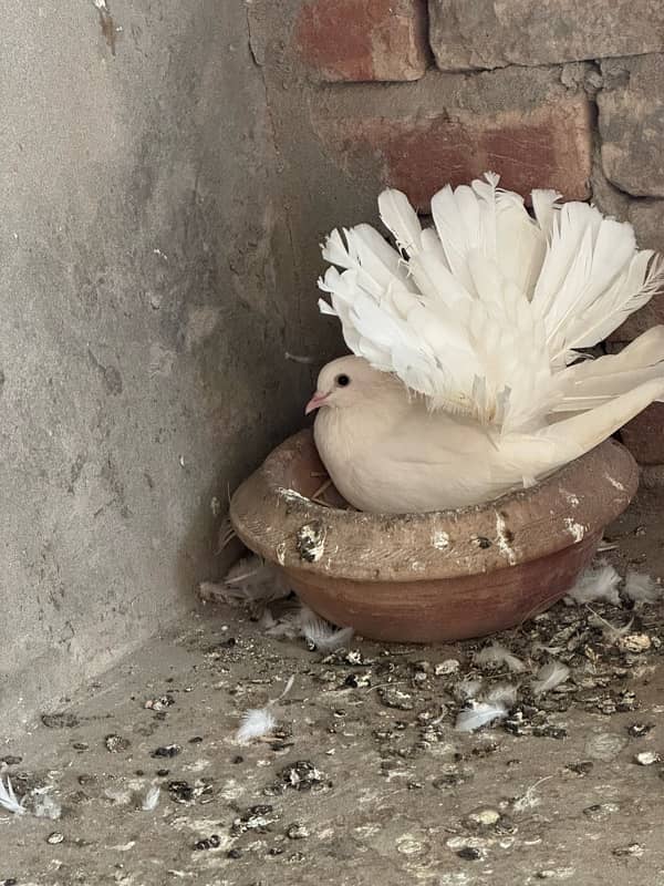 pigeon male female and pair 0