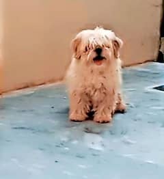 shihtzu