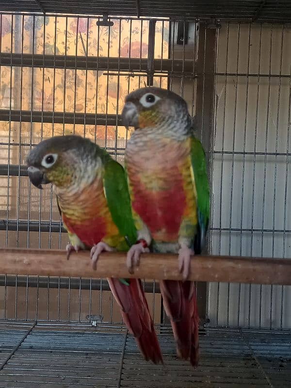 red factor conure pair parrots/ birds 1