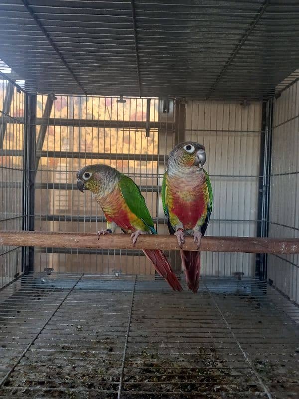 red factor conure pair parrots/ birds 5