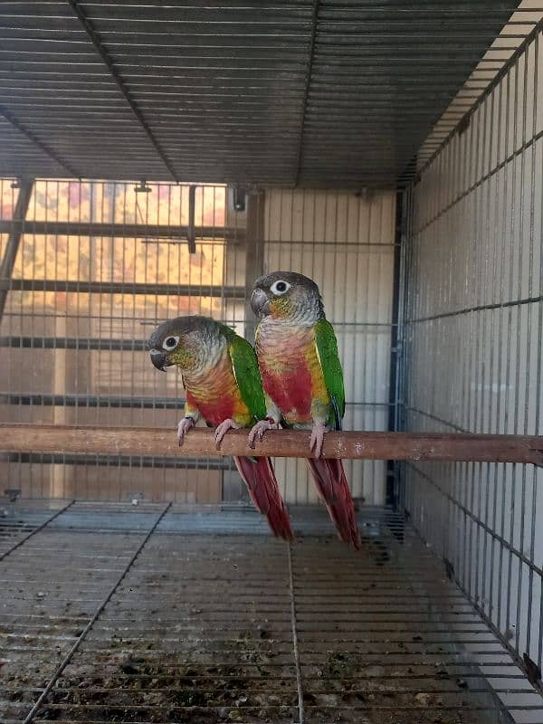 red factor conure pair parrots/ birds 6