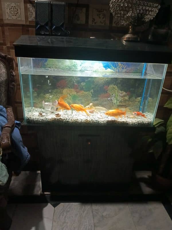 fish acquarium 5