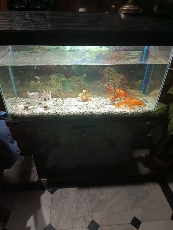 fish acquarium 6