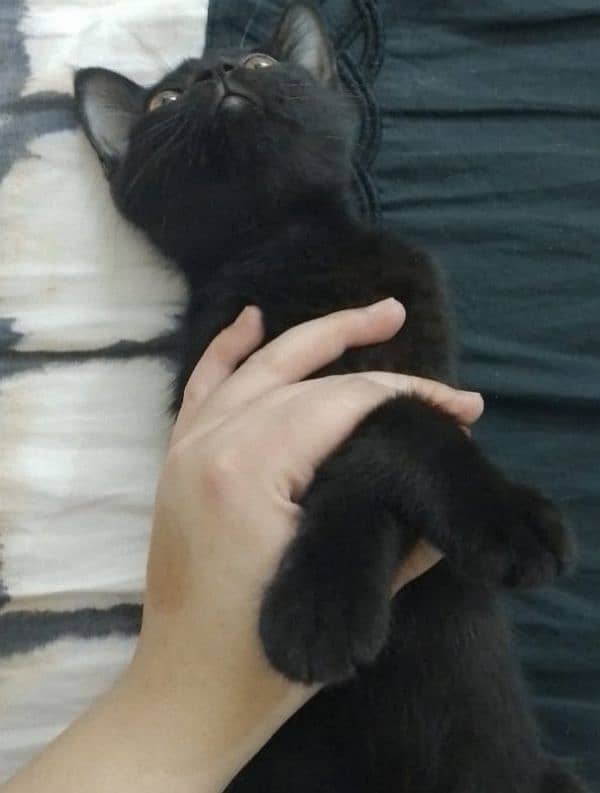 Pakistani black kitten and adult cat for sale 1